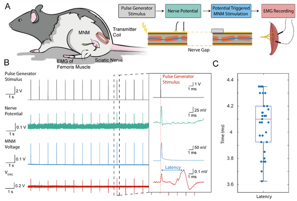 New Bionic nerve material: possible neural stimulation technique for cybernetics